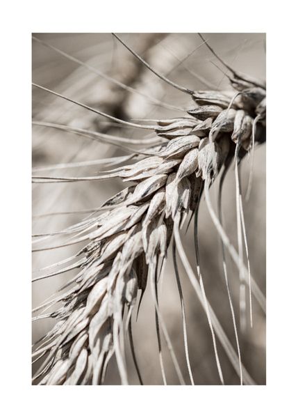 Kaufen Dry Wheat Poster Online Dearsam De