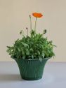 Daisy Green Emerald 25 cm