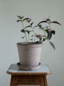 Helena Gray 21 cm