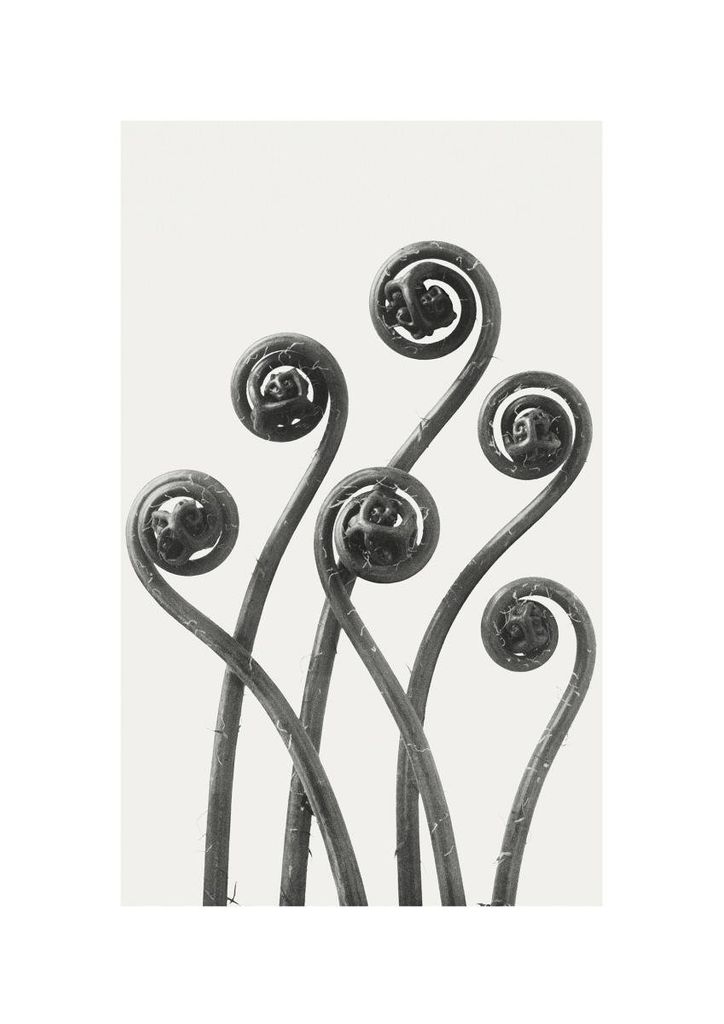 Poster - American Maiden Hair Fern By Karl Blossfeldt 21x30 - Dear Sam