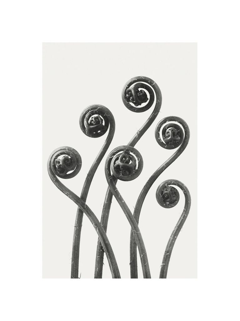 Poster - American Maiden Hair Fern By Karl Blossfeldt 30x40 - Dear Sam