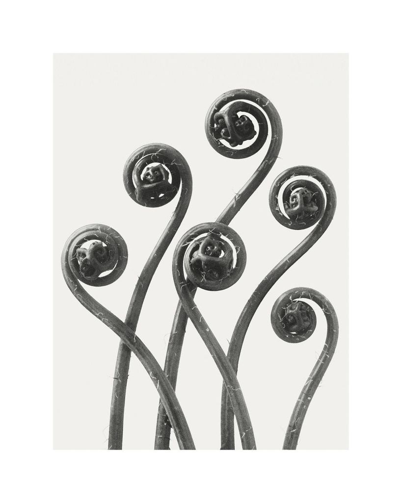 Poster - American Maiden Hair Fern By Karl Blossfeldt 40x50 - Dear Sam