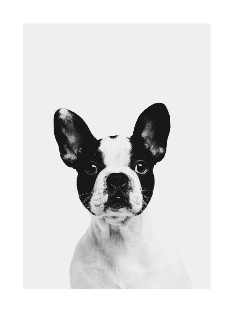 Poster - Animal Front Bulldog 30x40 - Dear Sam