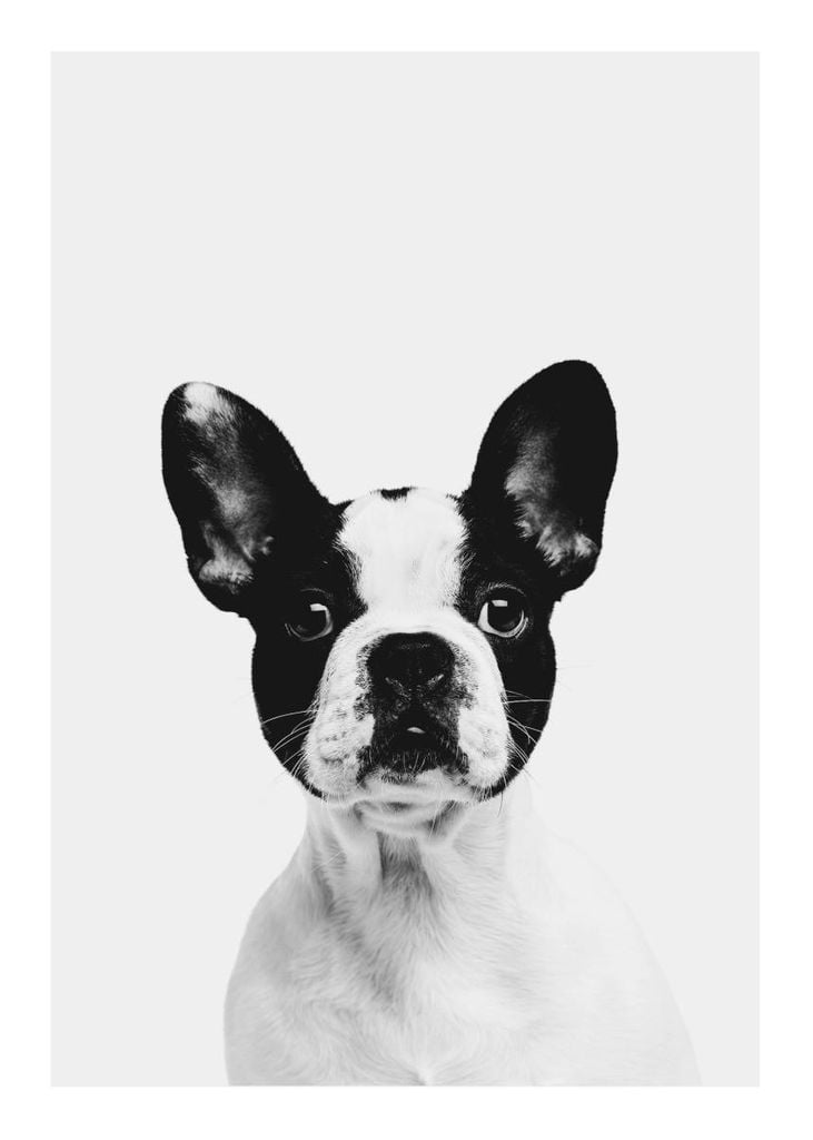 Poster - Animal Front Bulldog 50x70 - Dear Sam