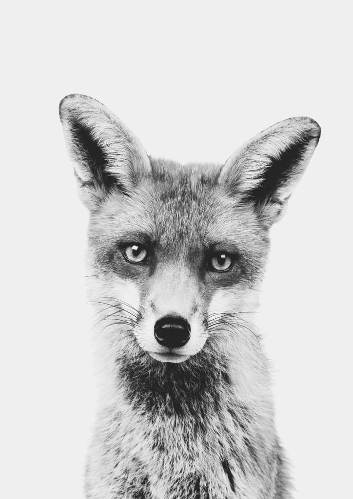 Poster - Animal Front Fox 21x30 - Dear Sam