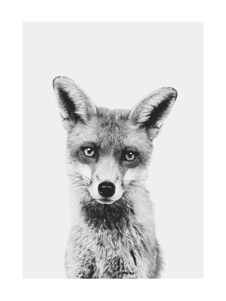 Poster - Animal Front Fox 30x40 - Dear Sam