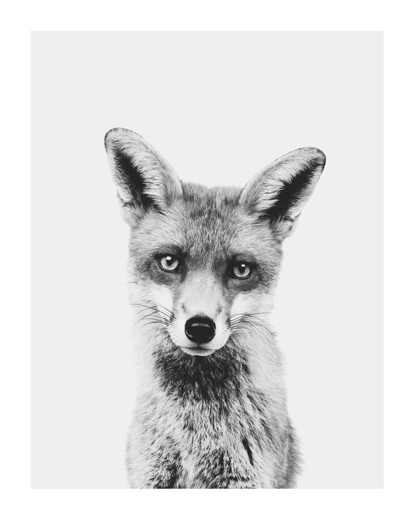 Poster - Animal Front Fox 40x50 - Dear Sam
