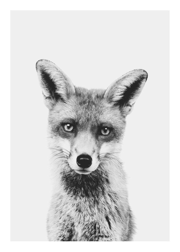 Poster - Animal Front Fox 50x70 - Dear Sam