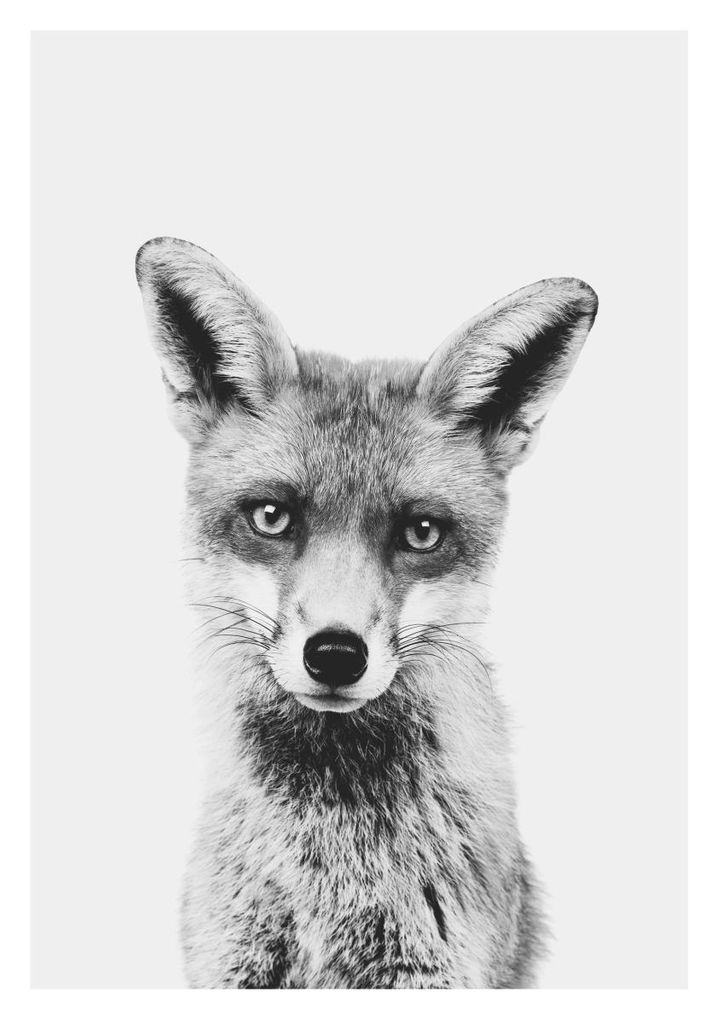 Poster - Animal Front Fox 70x100 - Dear Sam