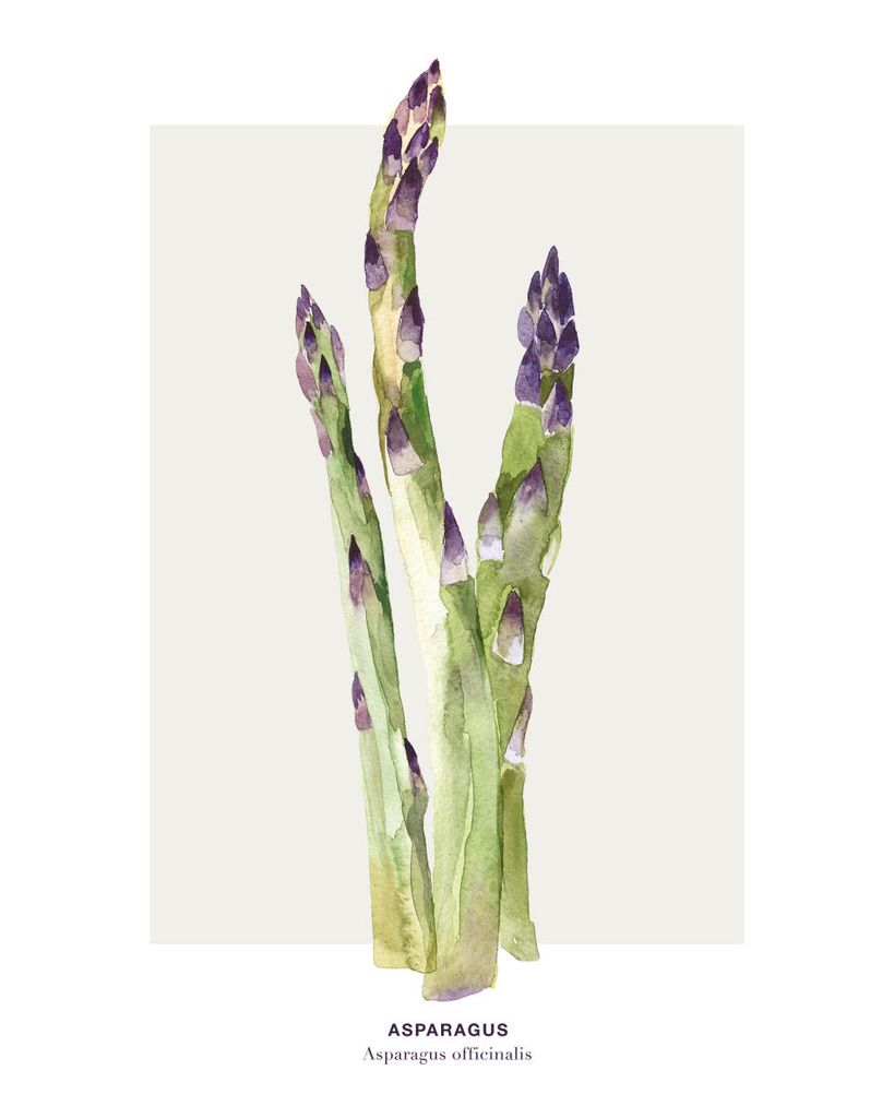 Plakat - Asparagus 40x50 - Dear Sam