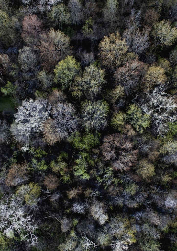 Poster - Autumn Forest 21x30 - Dear Sam