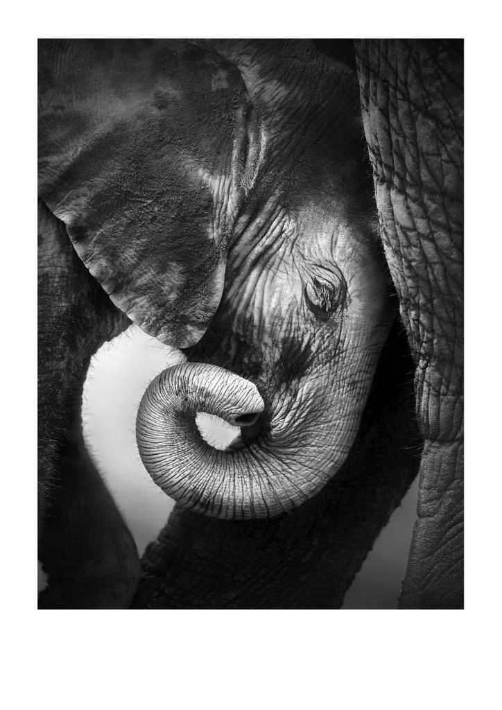 Poster - Baby Elephant 21x30 - Dear Sam