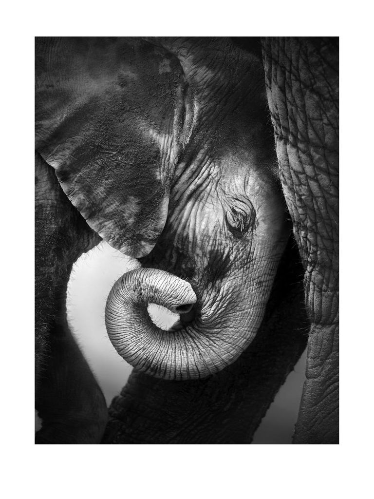 Poster - Baby Elephant 30x40 - Dear Sam