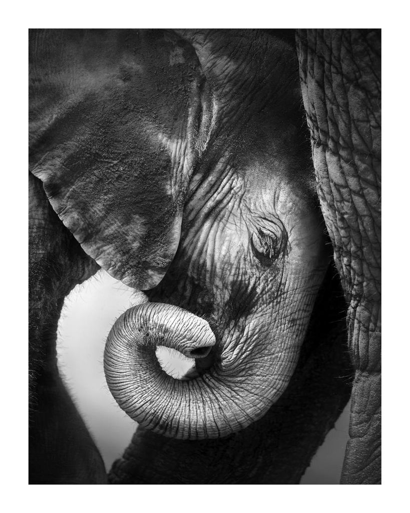 Poster - Baby Elephant 40x50 - Dear Sam
