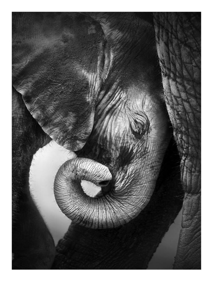 Poster - Baby Elephant 50x70 - Dear Sam