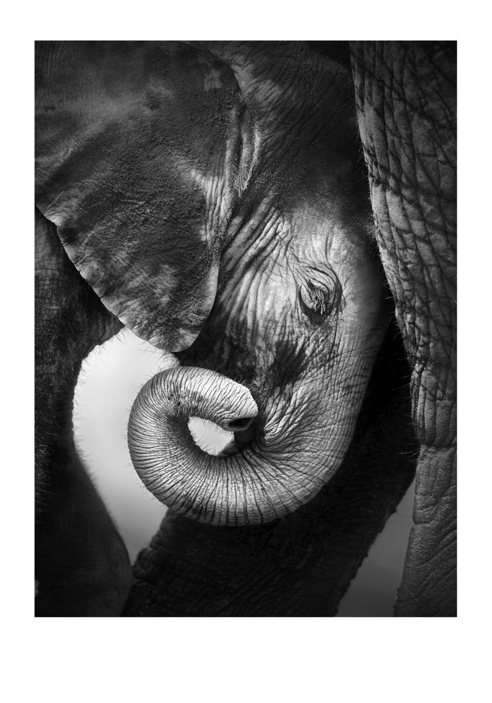 Poster - Baby Elephant 70x100 - Dear Sam