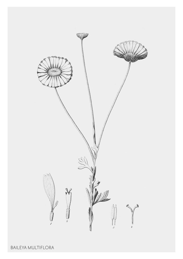 Poster - BAILEYA 21x30 - Dear Sam