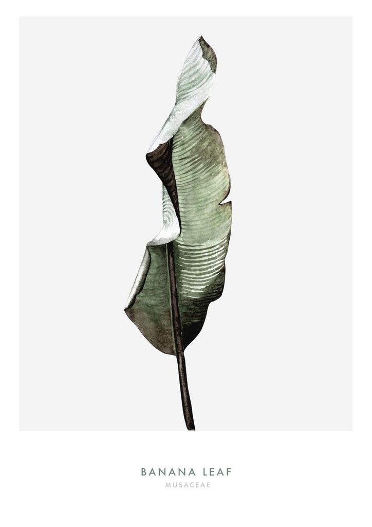 Poster - Banana Leaf One 21x30 - Dear Sam