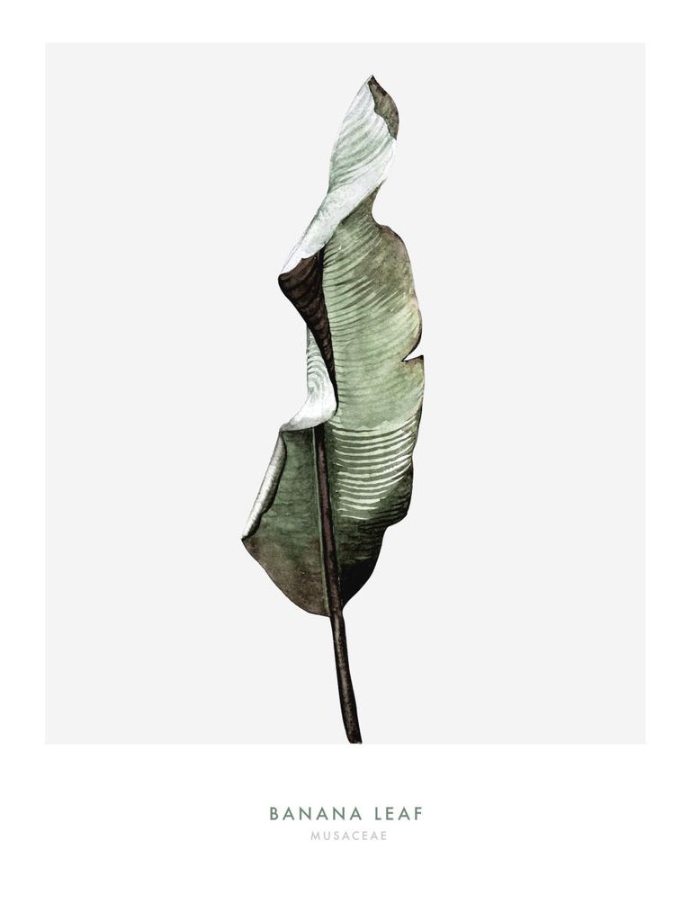 Poster - Banana Leaf One 30x40 - Dear Sam