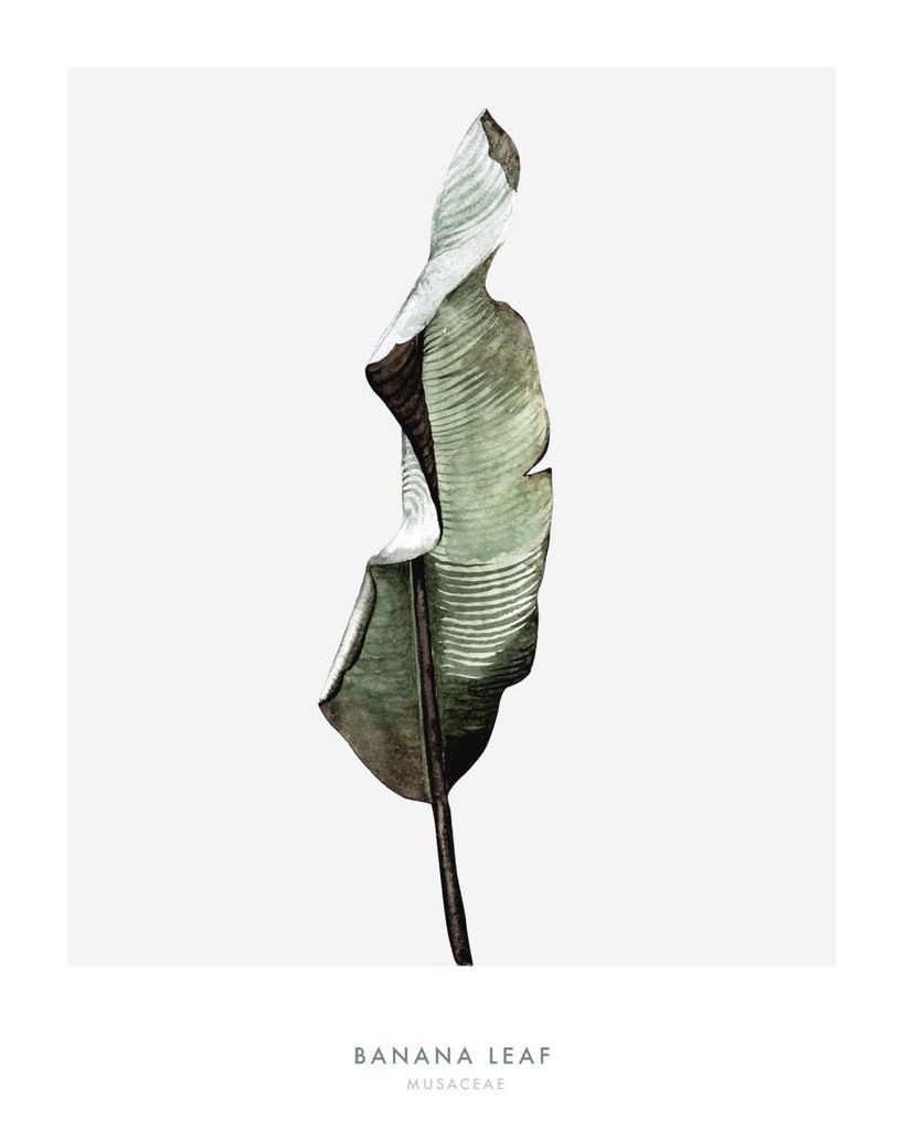 Poster - Banana Leaf One 40x50 - Dear Sam
