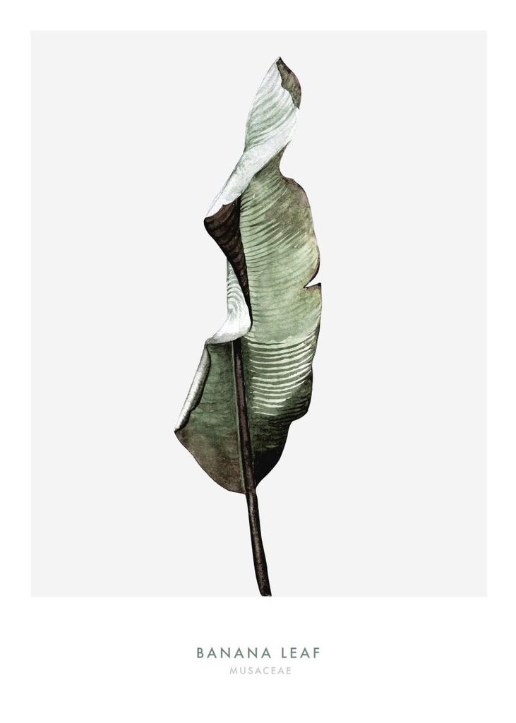 Poster - Banana Leaf One 50x70 - Dear Sam