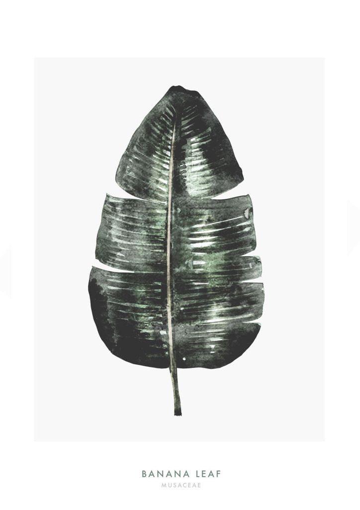 Poster - Banana Leaf Two 21x30 - Dear Sam
