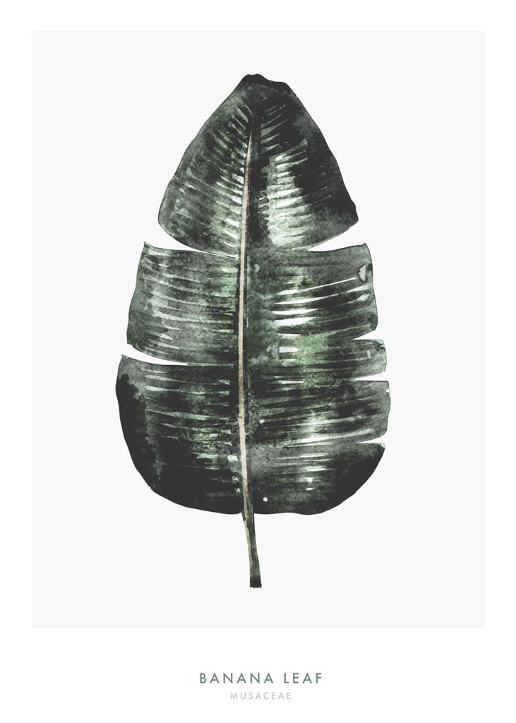Poster - Banana Leaf Two 50x70 - Dear Sam