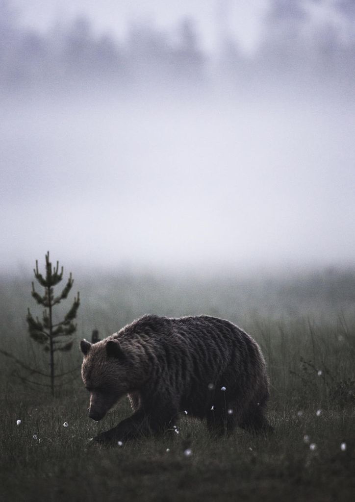 Poster - Bear 21x30 - Dear Sam