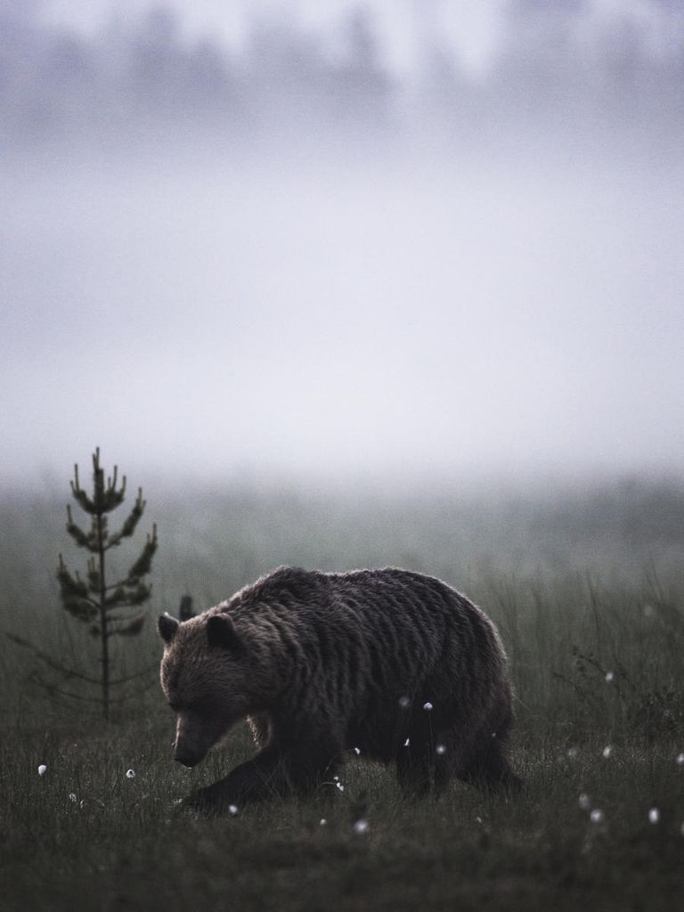 Poster - Bear 30x40 - Dear Sam