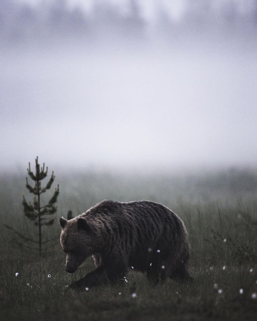 Poster - Bear 40x50 - Dear Sam