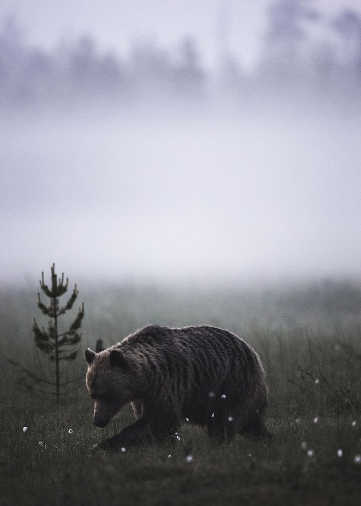 Poster - Bear 50x70 - Dear Sam
