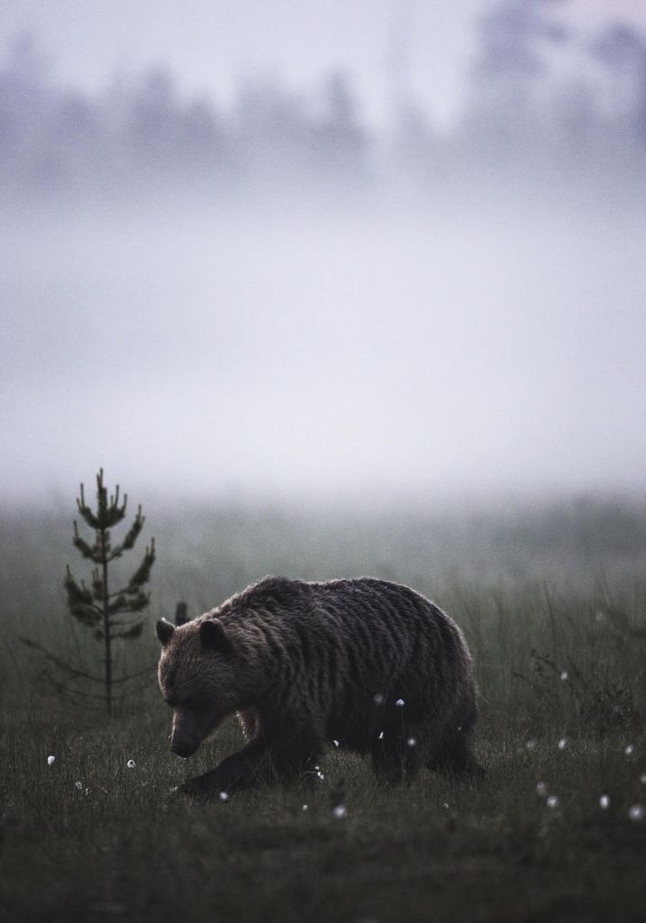Poster - Bear 70x100 - Dear Sam