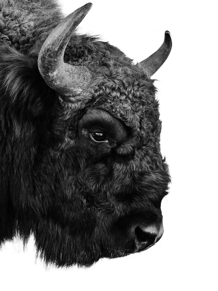 Poster - Bison 30x40 - Dear Sam