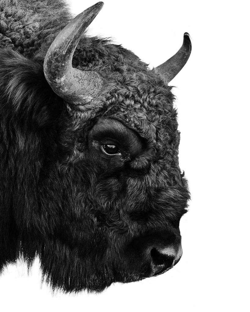 Poster - Bison 40x50 - Dear Sam