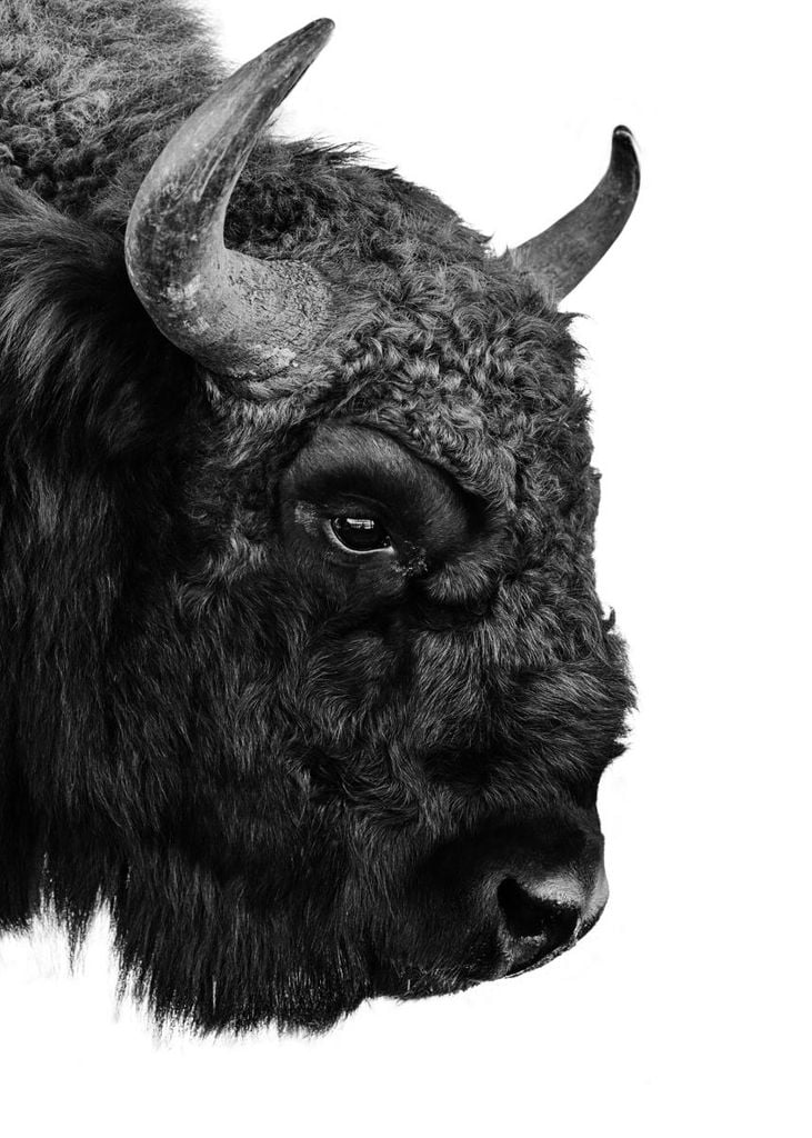 Poster - Bison 50x70 - Dear Sam