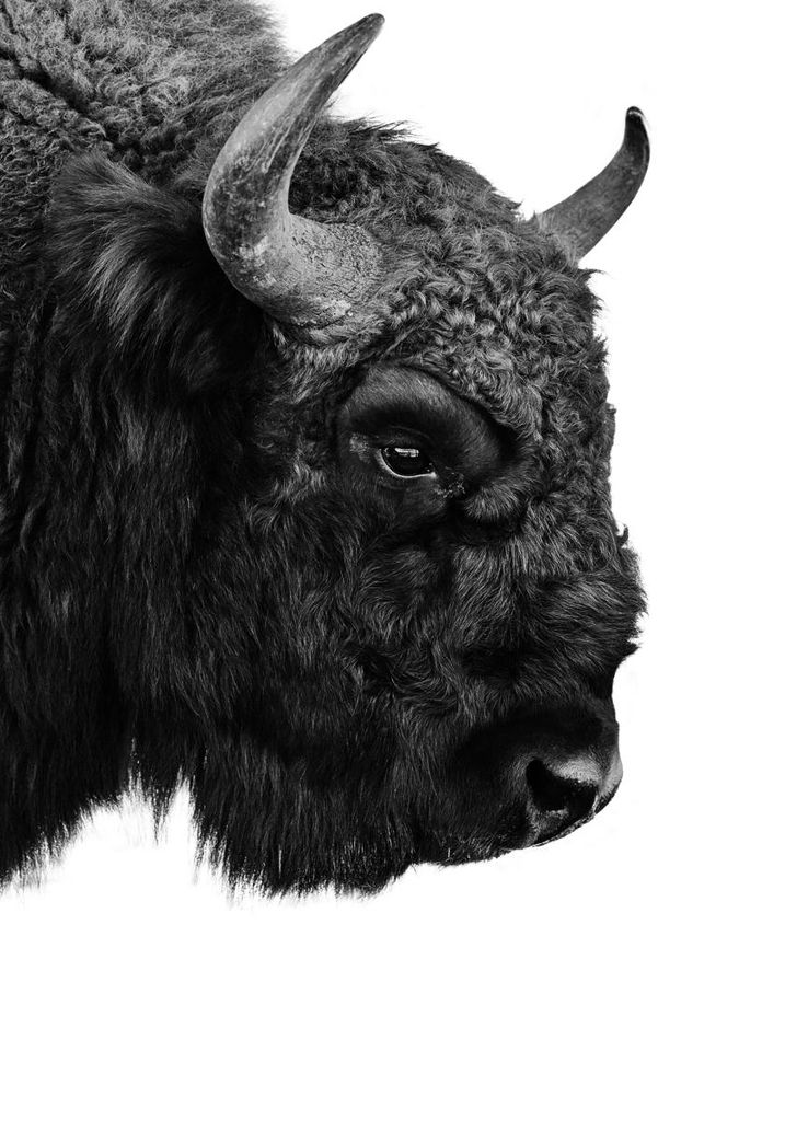 Poster - Bison 70x100 - Dear Sam