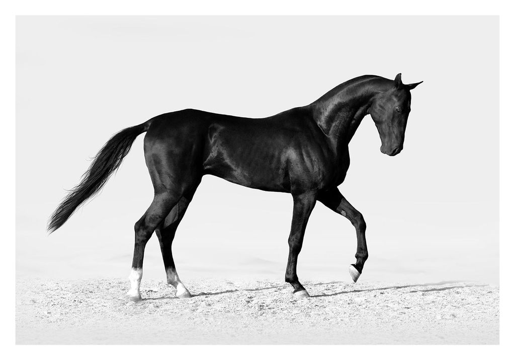 Poster - Black Horse 100x70 - Dear Sam