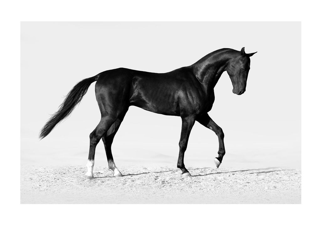 Poster - Black Horse 30x21 - Dear Sam
