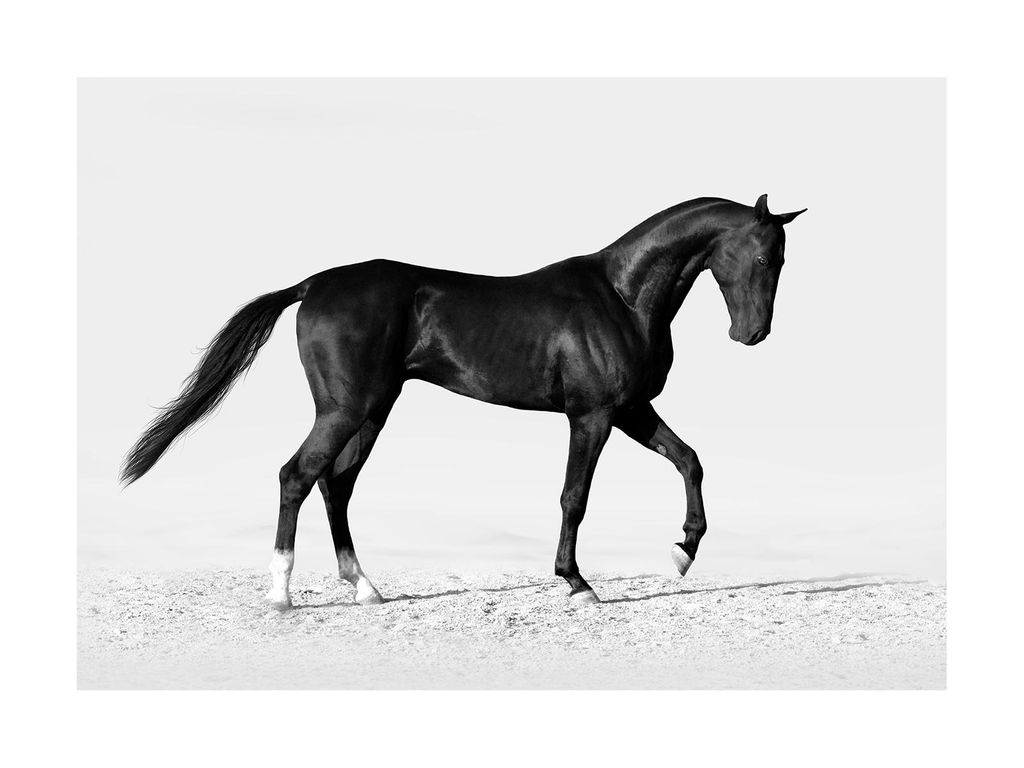 Poster - Black Horse 40x30 - Dear Sam
