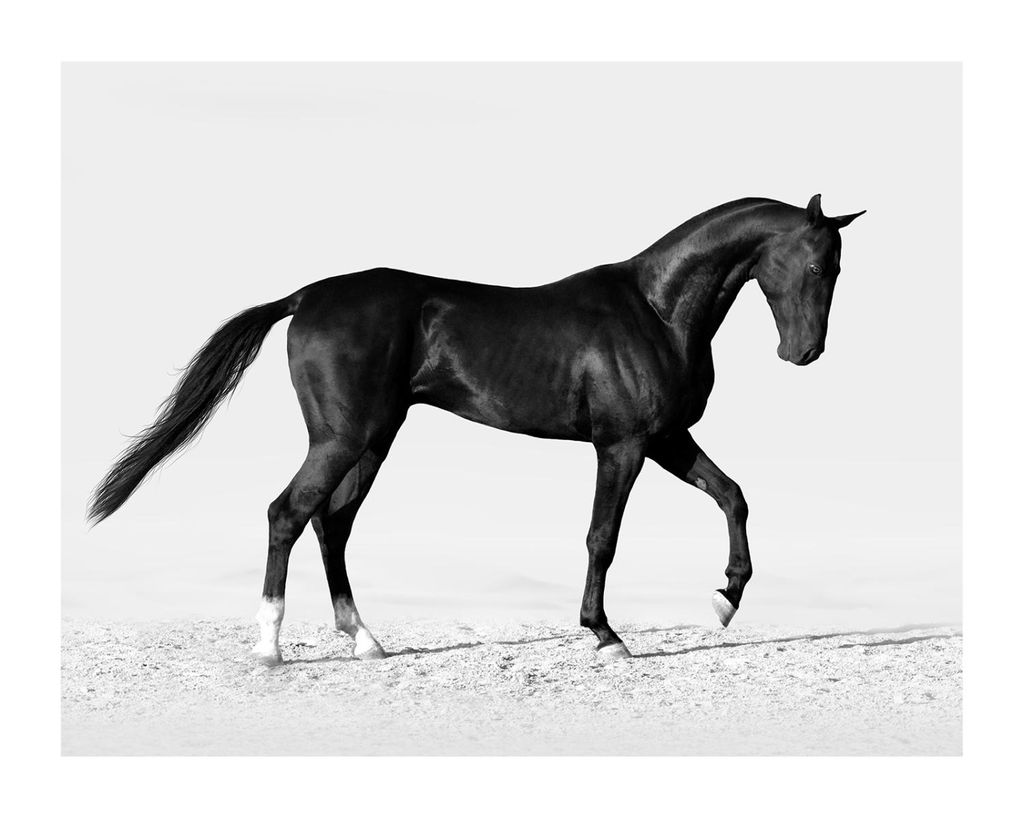 Poster - Black Horse 50x40 - Dear Sam