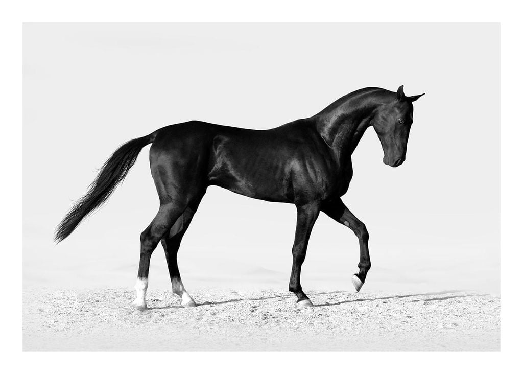 Poster - Black Horse 70x50 - Dear Sam