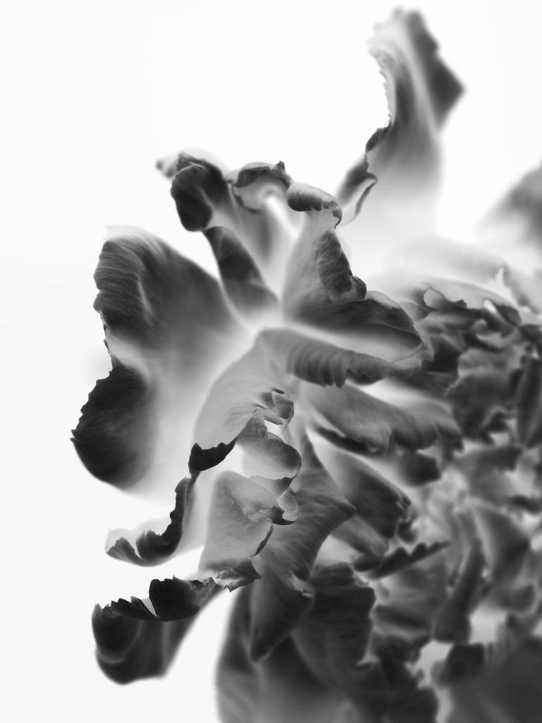 Poster - Blossom Storm 30x40 - Dear Sam
