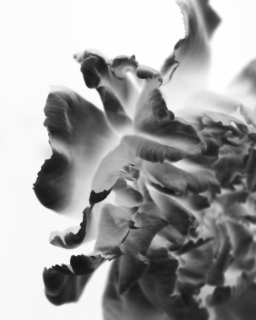 Poster - Blossom Storm 40x50 - Dear Sam