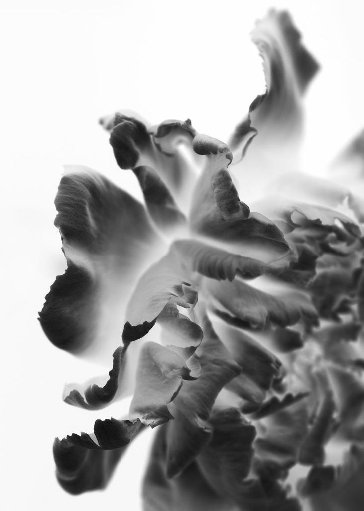 Poster - Blossom Storm 50x70 - Dear Sam