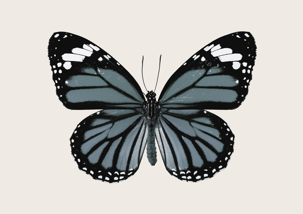 Poster - Blue Butterfly 30x21 - Dear Sam