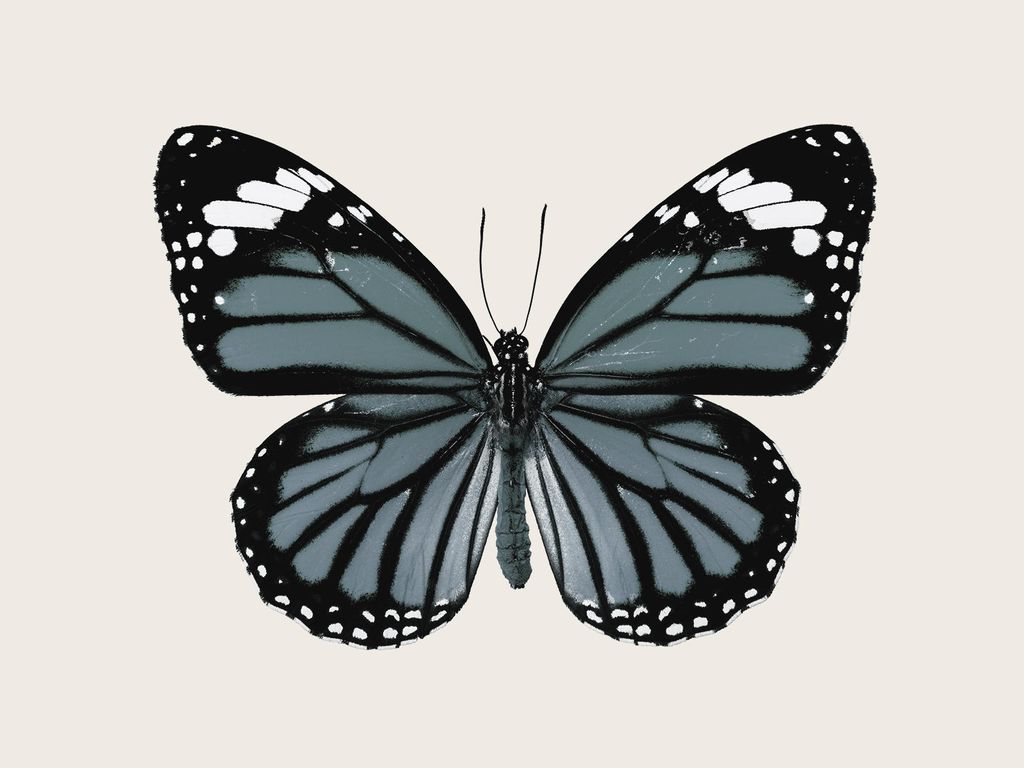 Poster - Blue Butterfly 40x30 - Dear Sam