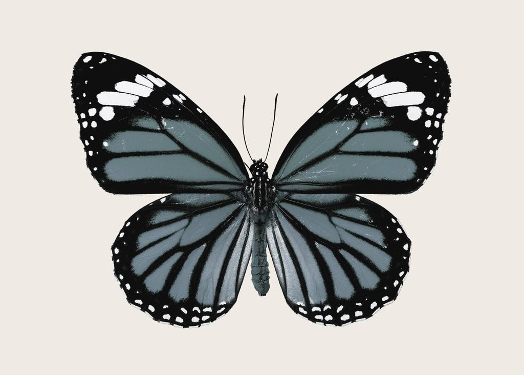Poster - Blue Butterfly 70x50 - Dear Sam