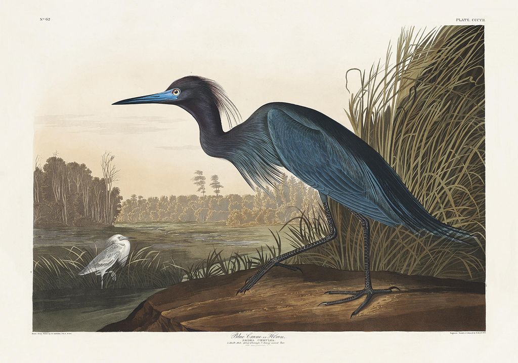 Plakat - Blue Crane By John James Audubon 100x70 - Dear Sam
