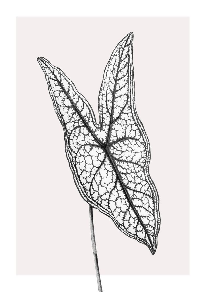 Poster - Butterfly Plant 21x30 - Dear Sam