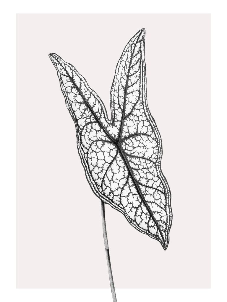 Poster - Butterfly Plant 30x40 - Dear Sam